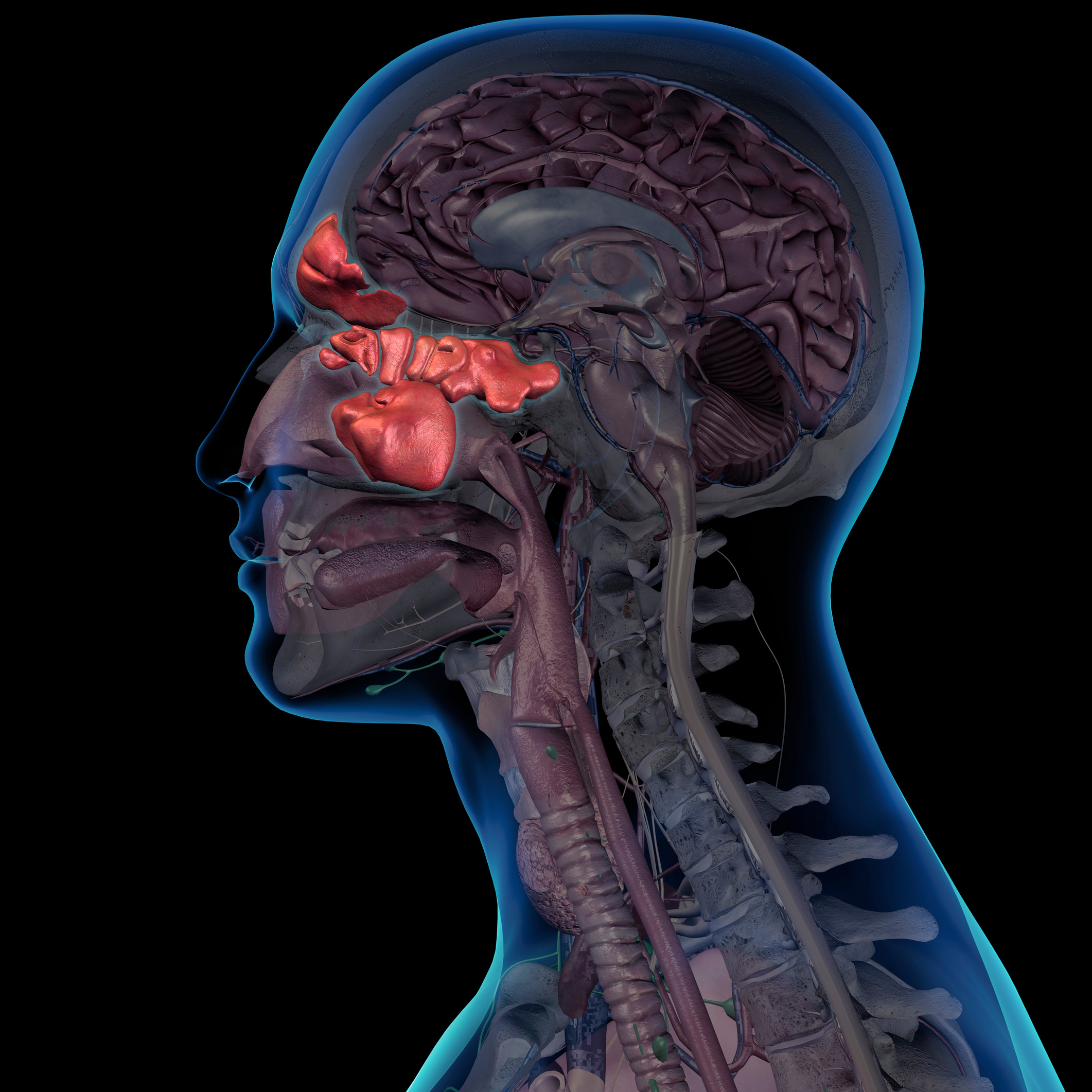 Side View of Man's Head with Sinus Anatomy